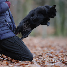 Photo n°6 de Le Val de l'enchanteur : Élevage/vente de Carlin Noir ou Carlin Sables en Bourgogne Franche Comté France à Moux-en-Morvan (Éleveur de chiens)