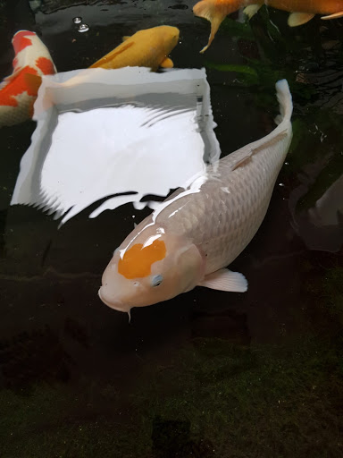 Koi Preiß - Thumbnail