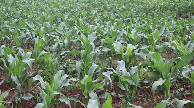Photos of ARTHUR NJUGUNA'S FARM