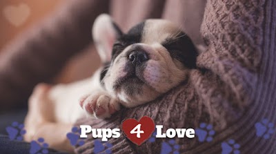 Pups 4 Love