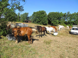 Photo n°7 de Centre équestre l'hippocampe à Berrias-et-Casteljau (Centre de randonnée équestre)