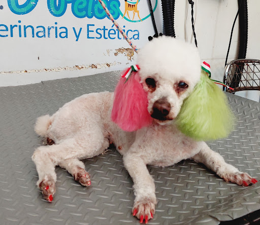 Veterinaria y Estetica D' Pelos