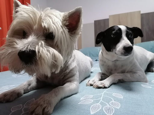 Centro Veterinario Anubis - Thumbnail