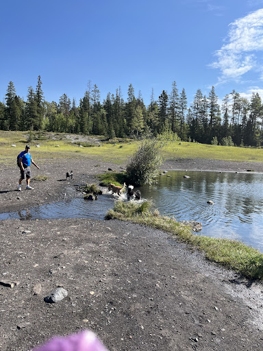 Dog Lake - Visual