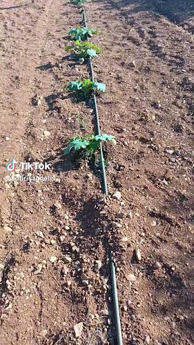 Κτήμα Καρελλά - Πολυχώρος Εκδηλώσεων Κορωπί