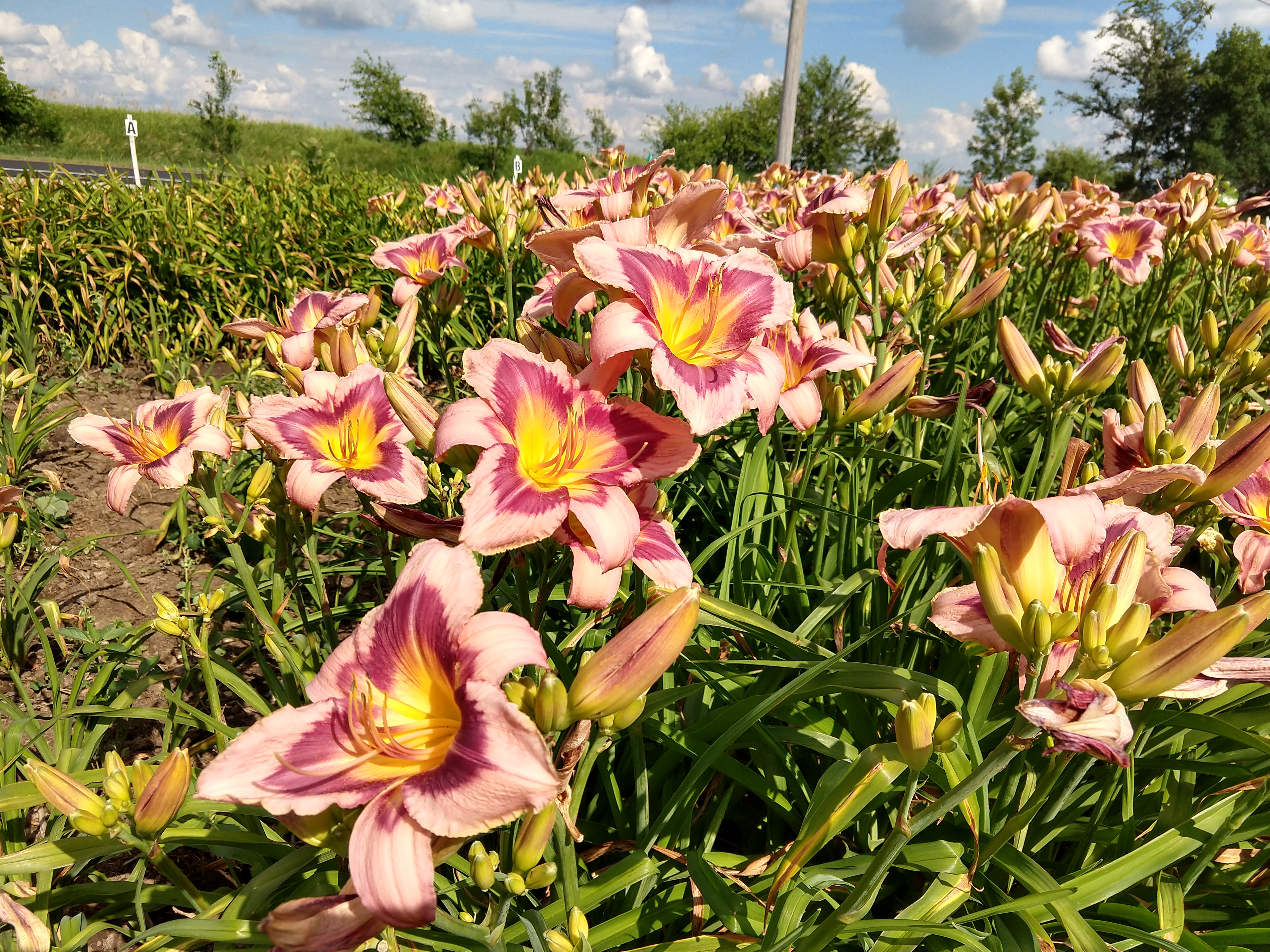 Hillsdale Lily Garden