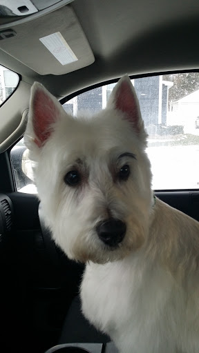 Dressed To Impress Doggie Spa - Thumbnail