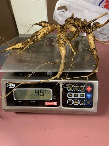 Mingo Root and Herb