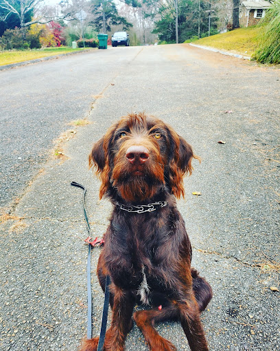 1UP Mobile Dog Grooming & Training