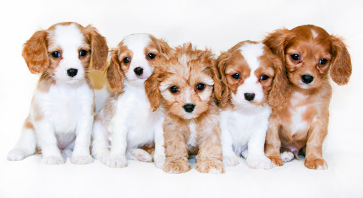 Sunrise Pups - Visual