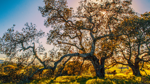 Sandra Rivera Realtor | Sonoma County Gallery - United States