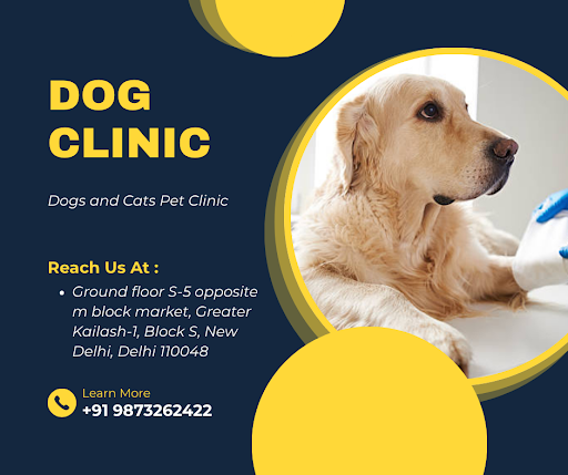 🐶❤️ Dog Clinic in South Delhi – Trusted Care for Your Furry Friend! 🏥🐾