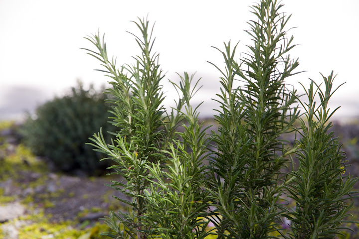 Villa Meridia - Chambres d'hôtes - Nîmes by null