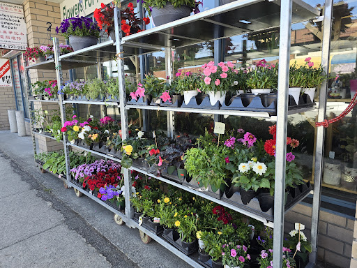 Dave's Flowers Gallery - Canada