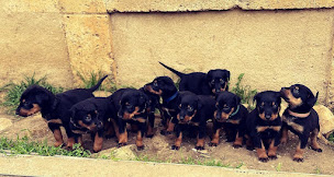 Photo n°10 de La Casa De Perro à Vasselay (Éleveur de chiens)