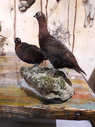 Photo n°11 de Natural'pro à Corbeny (Taxidermiste)