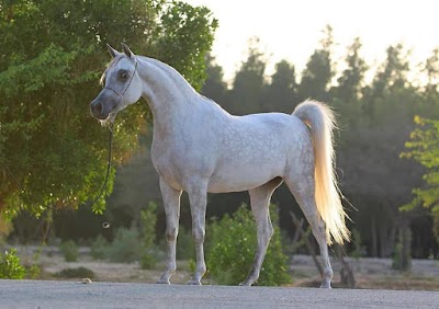 Photos of Jaber Mubarak Al-Sharif farm
