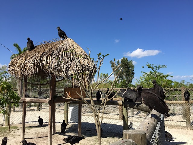 Everglades Alligator Farm