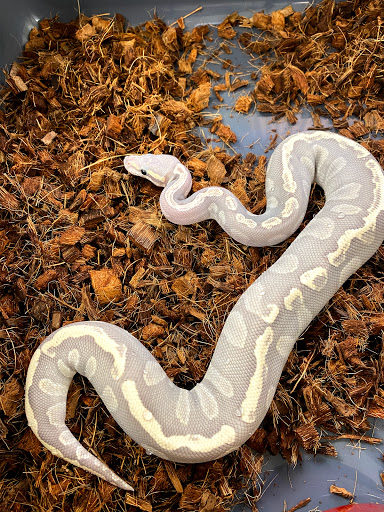 Kingdom Pythons - Visual