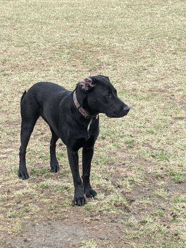 Muscatine Dog Park
