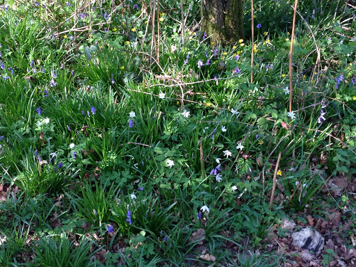 Dell Piece West Nature Reserve - Thumbnail