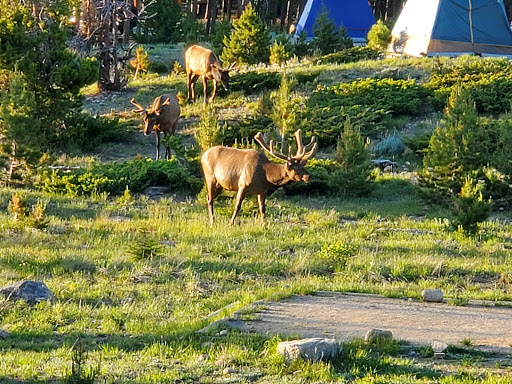 Glacier Basin Campground - Thumbnail