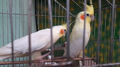 Photos of Gao Geram Restaurant