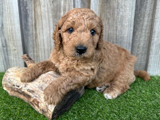 Lifetime Pets - Visual
