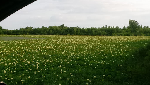 Dupree Memorial Conservation Area - Thumbnail