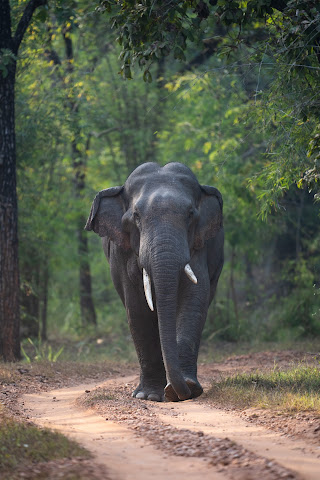 Kings Lodge - Bandhavgarh National Park by null