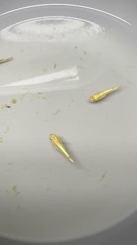 Yukkiメダカ無人販売