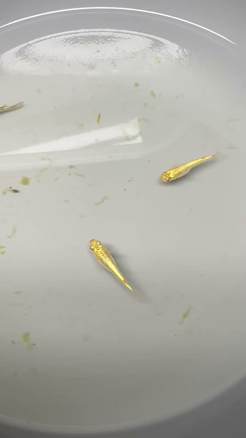 Yukkiメダカ無人販売