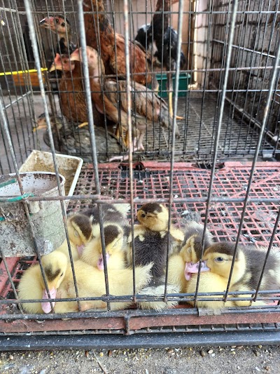 Meow Pets Shop Home Facebook