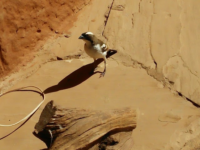 Lewa Wildlife Conservancy