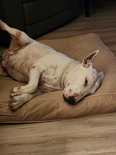 Powellsville Pet Clinic - Thumbnail