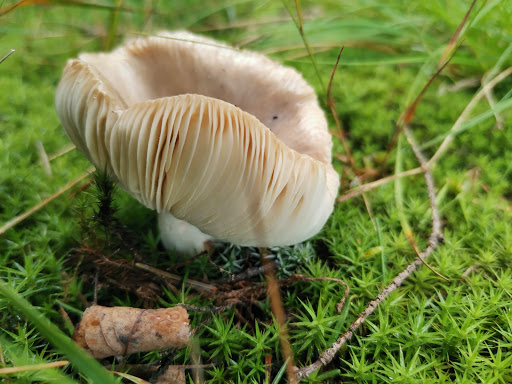 P-Veluwe Oostereng - Thumbnail