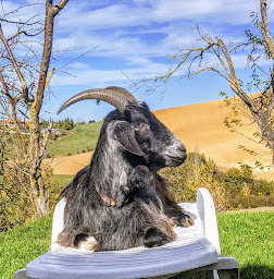 Photo n°24 de Le Rucher des Ânes à Rieux-Volvestre (Centre de randonnée équestre)