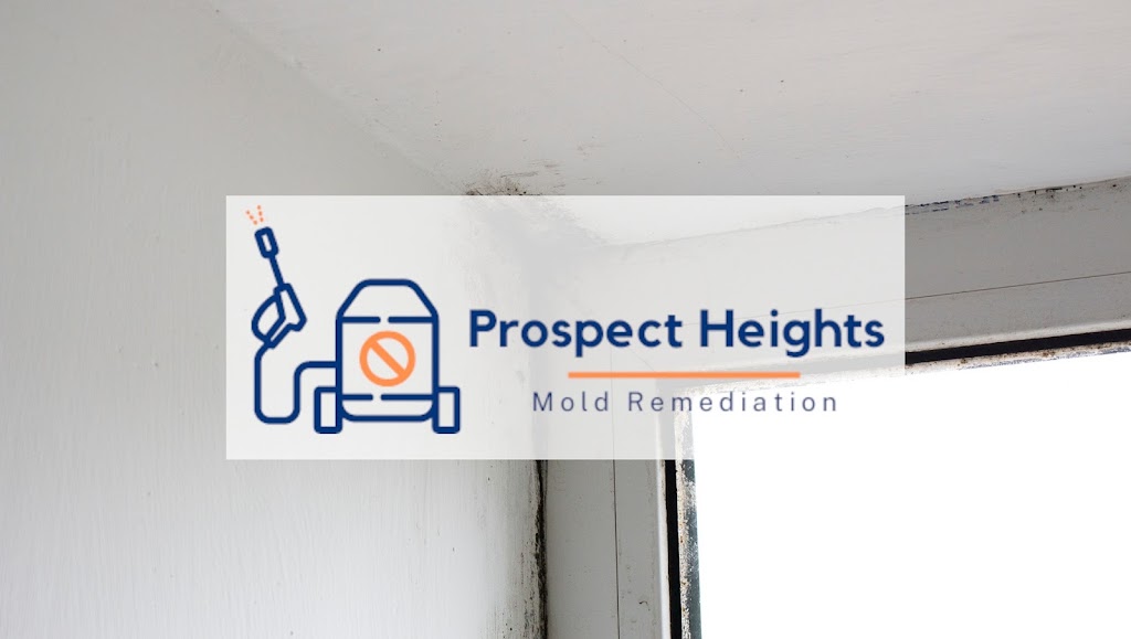 Prospect Heights Mold Remediation photo
