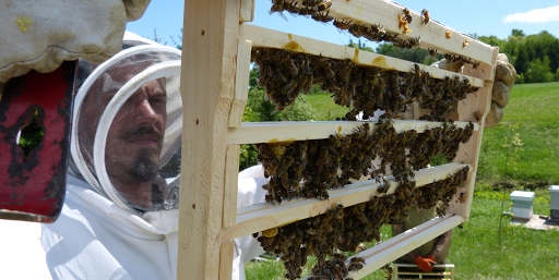 Rucher Mellifera