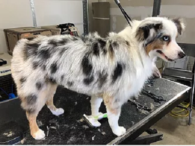 Dog Hair Everywhere Pet Grooming Gallery - United States
