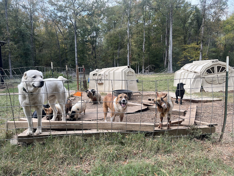 S.Rooks Kennels photo