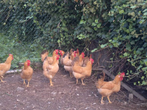 Photo n°16 de Ferme de la Teulliera à La Penne (Élevage de volailles)