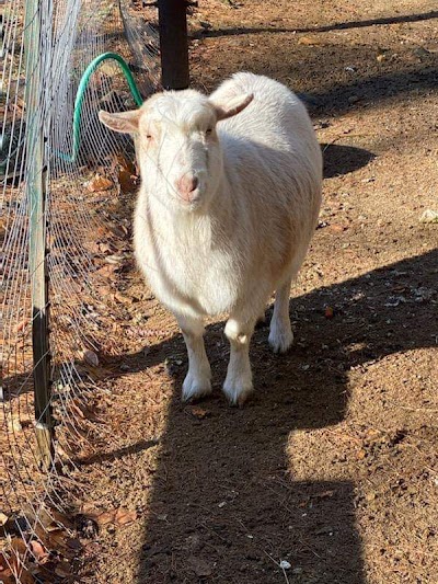 Legacy Lane Farm