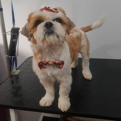 Star Pet Shop | Banho e tosa