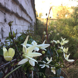 Photo n°18 de Du bruit dans les branches - Coach jardin | Lille à Mons-en-Baroeul (Paysagiste)