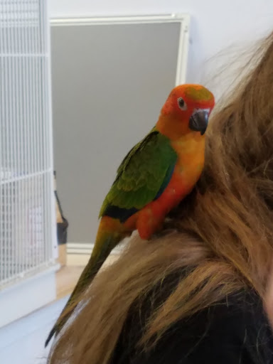 The Parrots Nest Of Maryland - Thumbnail