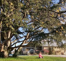 Photo n°12 de assis sous le cedre à Saint-Lattier (Centre de méditation)