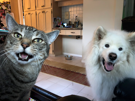 Wild at Heart Raw Pet Food Delivery Gallery - Canada