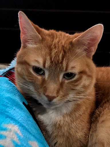 Bell Ridge Animal Hospital & Grooming - Thumbnail