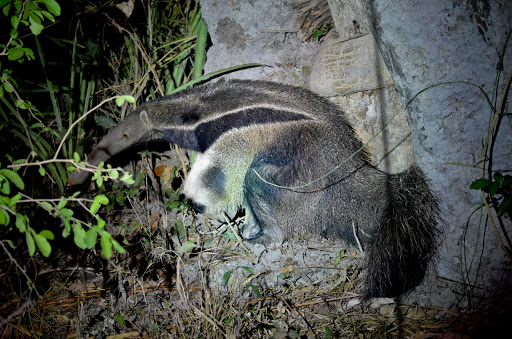 Pantanal Adventure Italia - Thumbnail